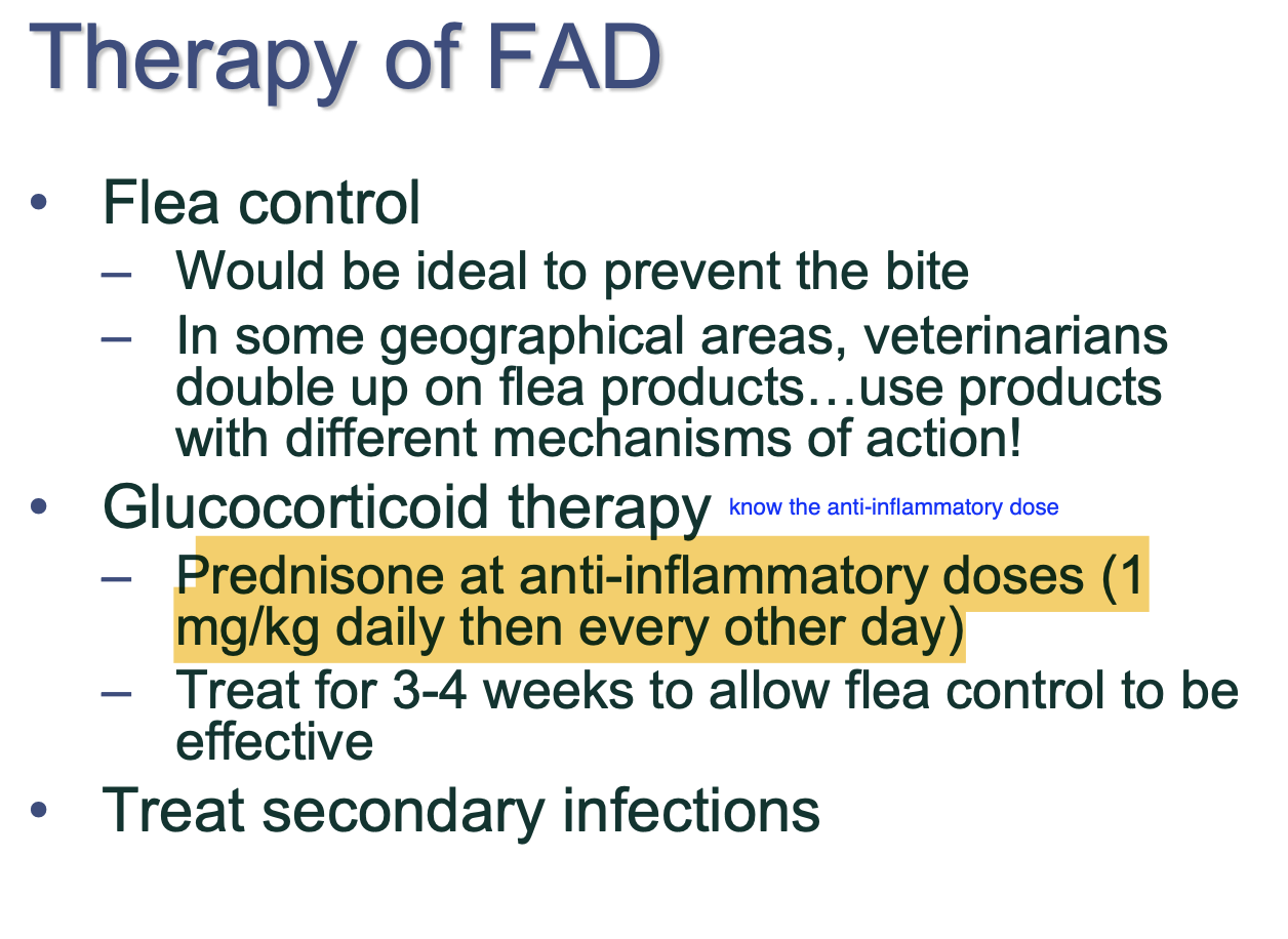 <p>Pred at anti-inflammatory dose - 1mg/kg SID then taper to EoD.</p><p>Tx for 2-4wks to allow flea control to be effective.</p>