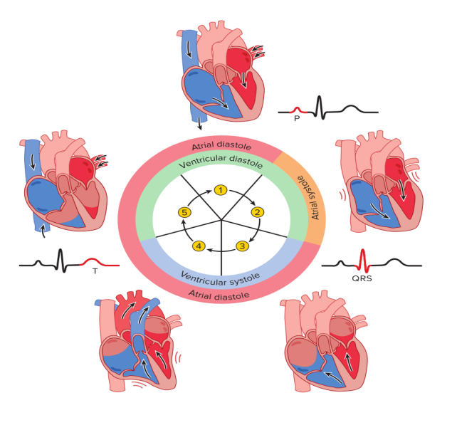 <p>P : depolarisation oreillettes, noeud sinusal → noeud septal</p><p>PR : temps d’arret, permet aux ventricules de finir de se remplir de sang</p><p>QRS : depolarisation ventricules, </p><p>T : repolarisation ventriculaire, ventricules se relachent et se remplissent dcp</p>