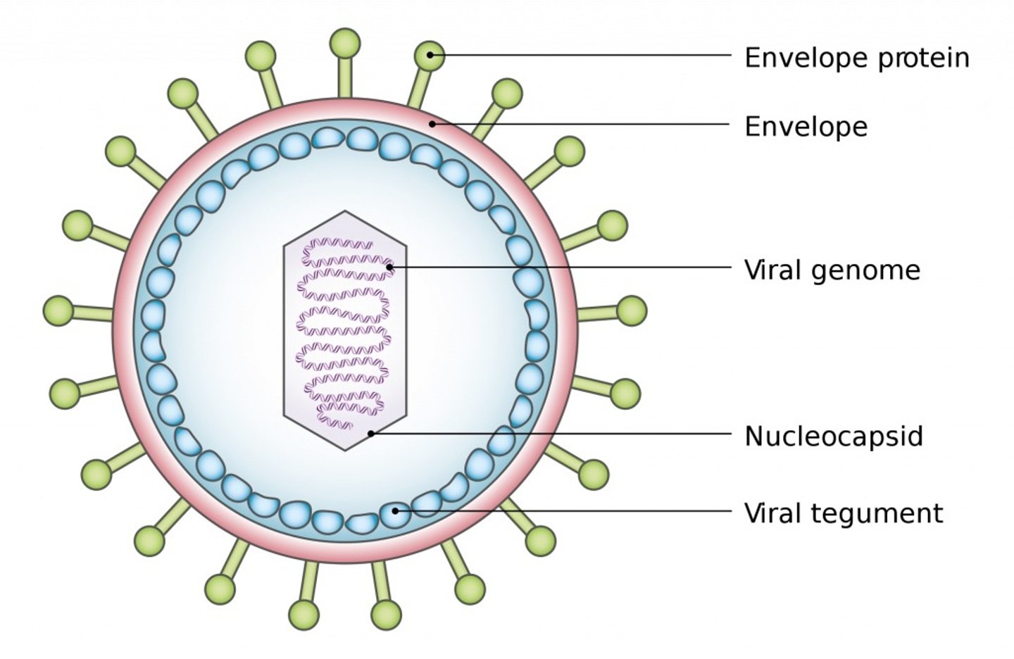 <p>b. Capsid</p>