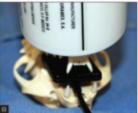 <p>70 degree rostral caudal in dorsal recumbency </p>