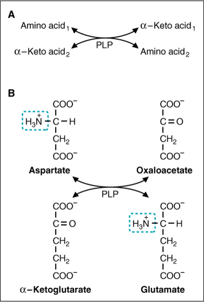 <p>The transfer of an amino group from an amino acid to an alpha-keto acid; the main way amino groups are removed.</p>