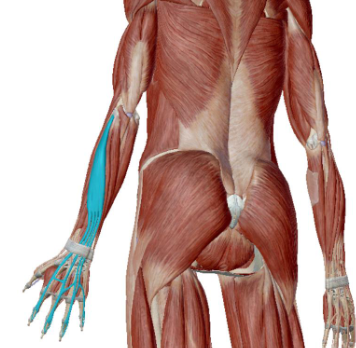 <p>what muscle is this</p>