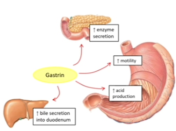 <ul><li><p>endocrine hormone of the digestive tract</p></li><li><p><span><u>Source:</u> enteroendocrine <u>G cells</u> in the stomach (gastric glands) and the duodenum</span></p></li><li><p><span><u>Released</u>: when food arrives in stomach; when large quantities of partially digested proteins are present in the duodenum</span></p></li></ul><p></p>