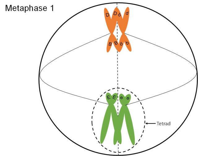 <p>What happens during <strong>metaphase I</strong> of meiosis?</p>