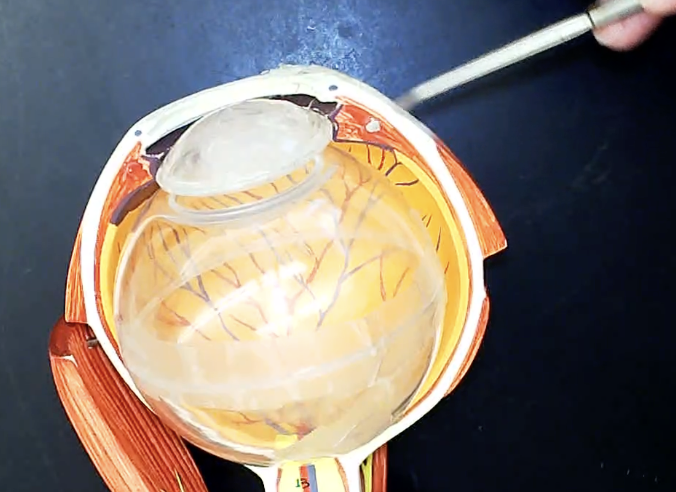 <p>orange layer</p>