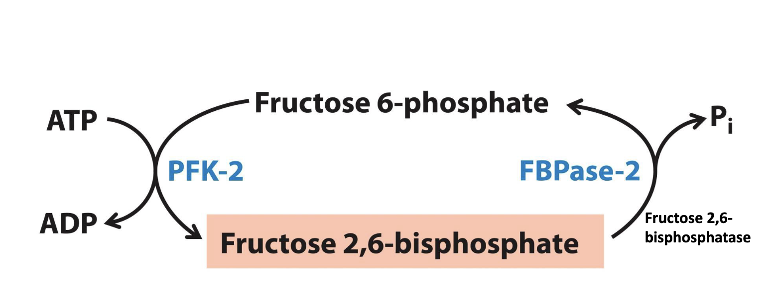 <p>PFK-2; FBPase-2</p>