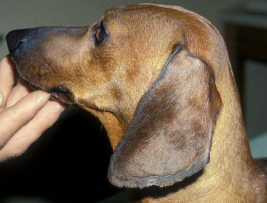 <p>what disease is this?</p>