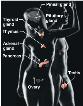 <p>Thyroid gland, thymus, adrenal gland, pancreas, and gonads.</p>