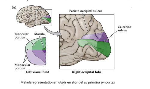 Primära syncortex