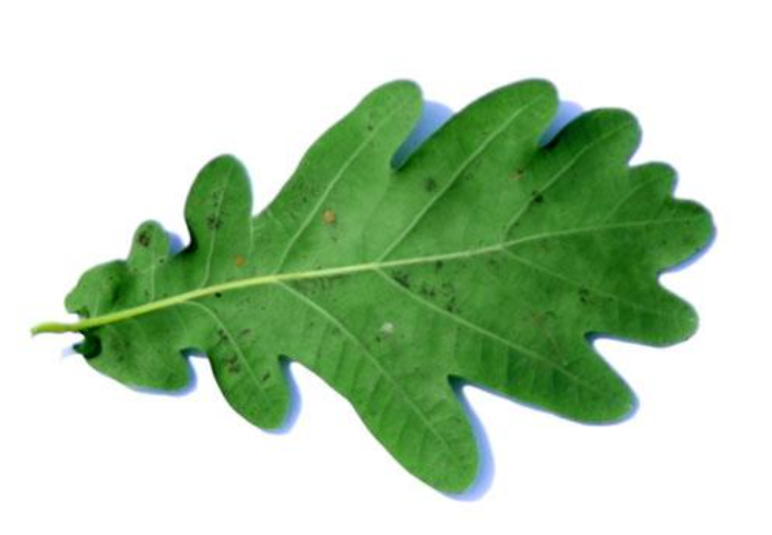 <p>Quercus leaf arrangement</p>
