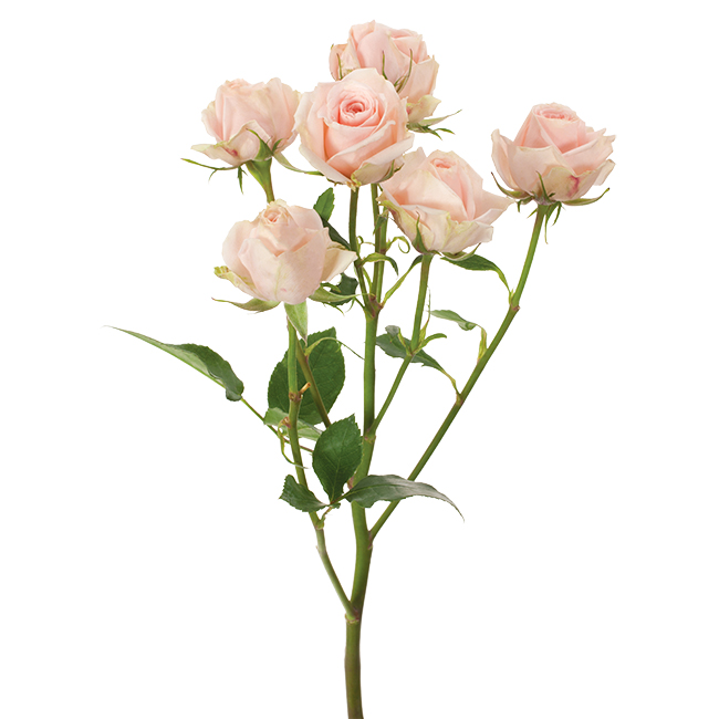 <p>Common Name:</p><p>Scientific Name:</p><p>Flower Type:</p>