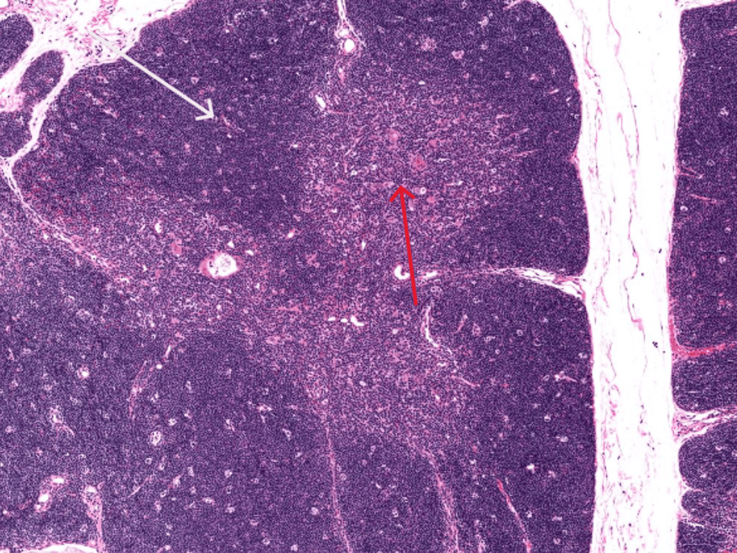 <p>What area is the red arrow pointing at?</p>