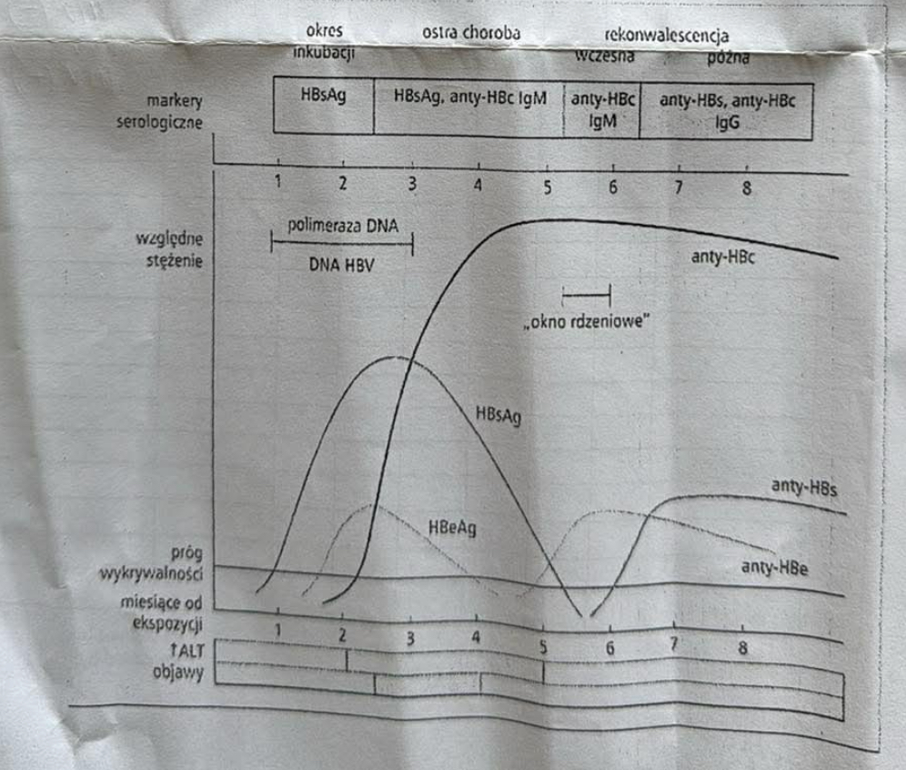 <p>HBsAg —> antygen wirusa pojawiający się już w okresie wylęgania, jak i w ostrym okresie choroby. Zmniejsza się w okresie rekonwalescencji</p><p>Jeśli mamy przewlekłe zakażenie to występuje latami!!!</p><p>Najpewniejszy marker zakażenia</p><p></p><p>HBeAg —> jest związane z HBcAg, nie występuje w surowicy, ze względu na nadmiar przeciwciał </p><p></p><p>przeciwciała anty HBc —> pojawiają się jako pierwsze!! Występują z HBsAg w ostrym okresie choroby. W klasie IgG utrzymują się latami </p><p></p>