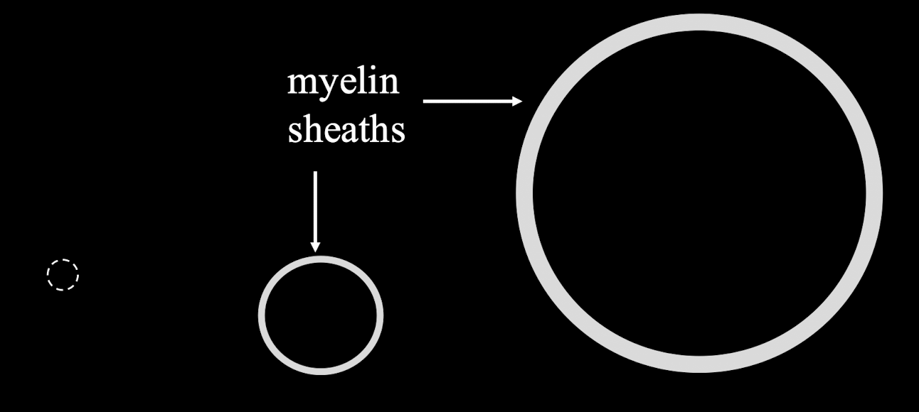 <p>Label teh sensory nerve fiber types and know their general speeds/</p>