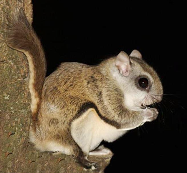 <p>Northern flying squirrel </p>