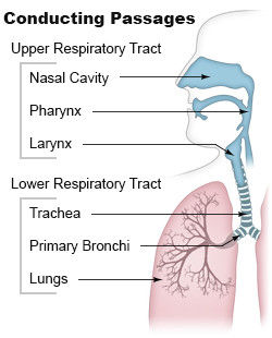 <p>Contains Nose, Nasal Cavity, Sinuses, Pharynx, and Larynx (Divided by Larynx)</p>