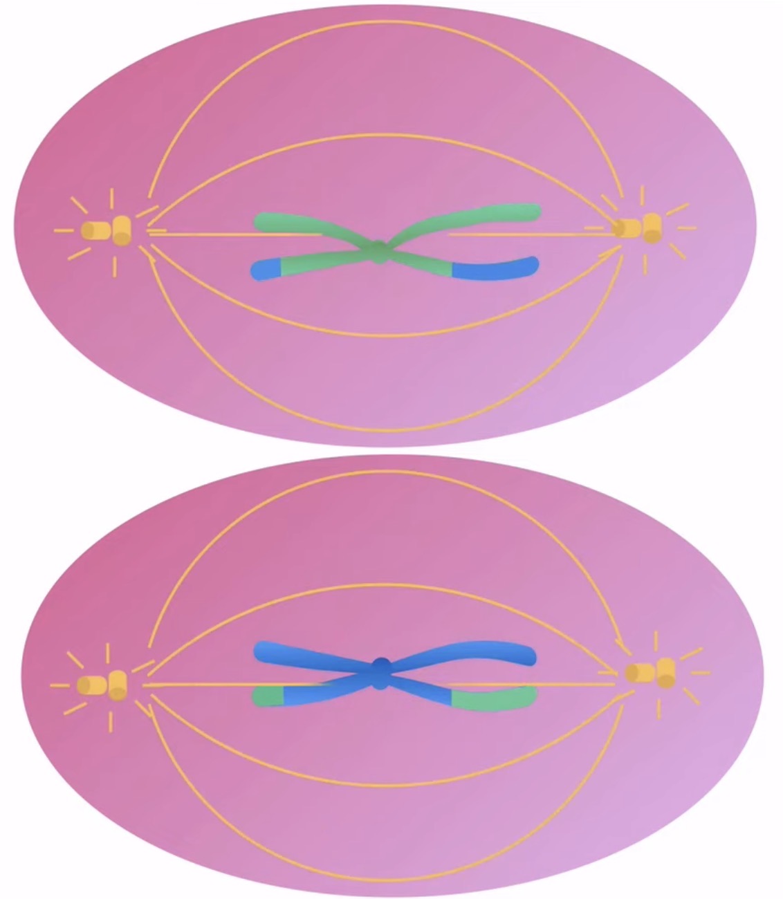 <p>What happens during prophase 2? (Meiosis)</p>