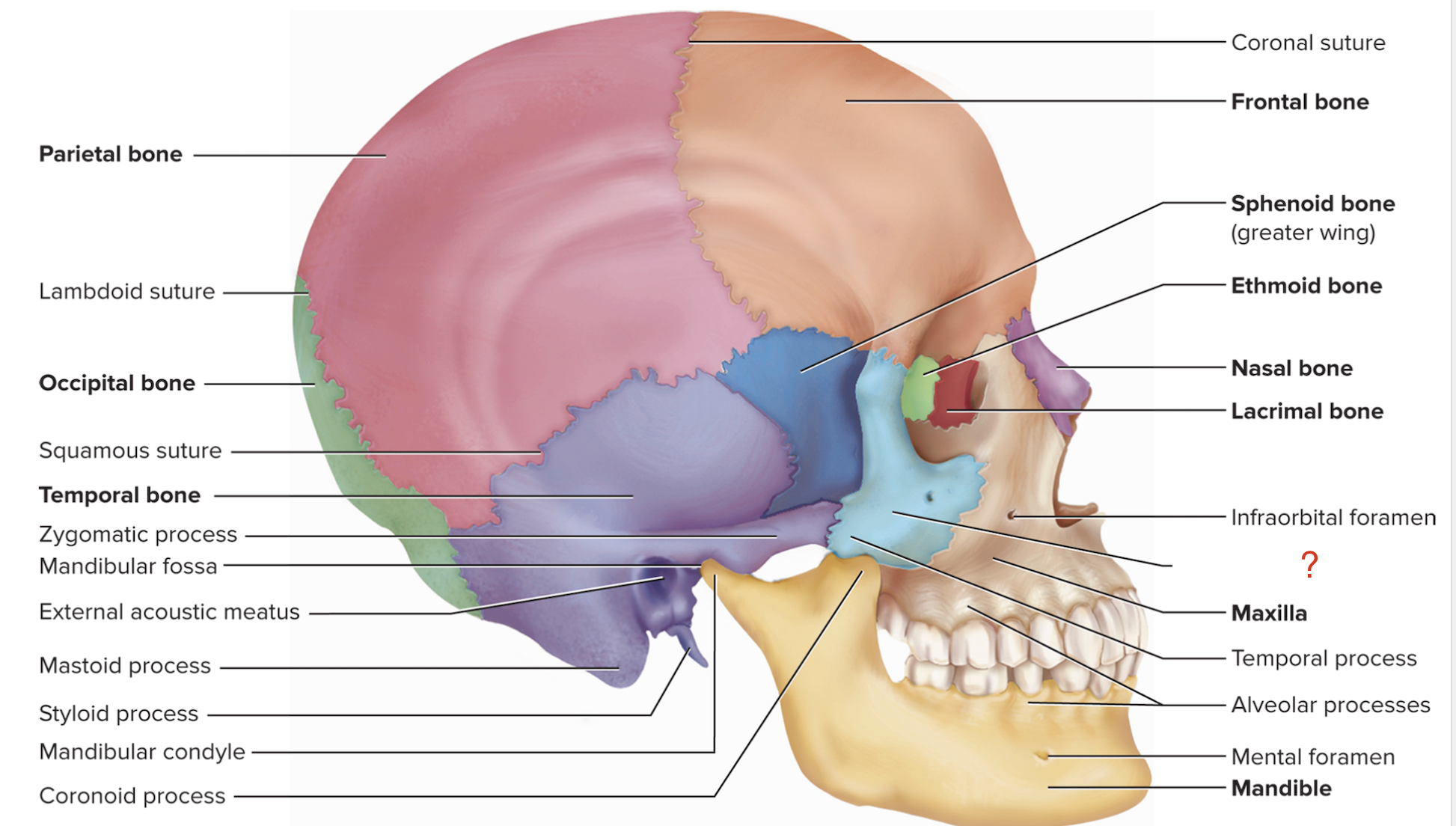 <p>What is the name of this bone?</p>