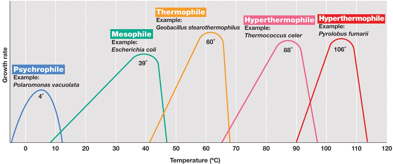 <ul><li><p><strong><em>psychrophile</em></strong><em>: organisms that prefer low temperatures and are found in cold environments.</em></p></li><li><p><strong><em>mesophile</em></strong><em>: midrange temperatures and most commonly studied</em></p></li><li><p><strong><em>thermophiles</em></strong><em>: high temperature favouring organisms found in hot environments (45-80 degrees)</em></p></li><li><p><strong><em>hyperthermophiles</em></strong><em>: very high temperature ranges, found in extremely hot habits such as hot springs and deep sea hydrothermal vents. (higher than 80 degrees) </em></p></li><li><p><span><em>Above 65°Celsius, only prokaryotic life forms thrive, but extensive diversity present</em></span></p></li></ul><p></p>