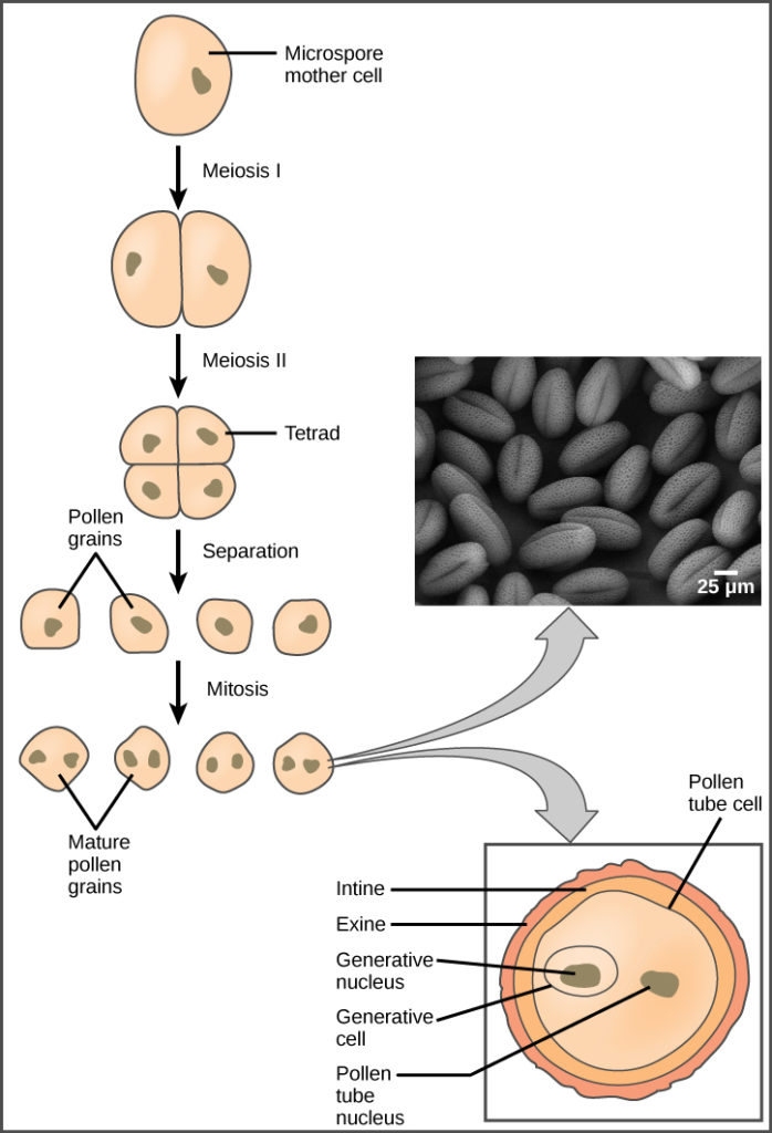 <p>Each anther sac is a microsporangium.</p><p>Meiosis produces haploid microspores, which form pollen grains.</p><p>Pollen grains contain:</p><p>Tube cell → Grows into pollen tube.</p><p>Generative cell → Divides into two sperm cells.</p>