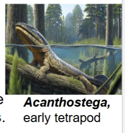 <p>had fish-like features (gills & a tail fin) & tetrapod traits (limbs with digits)</p>