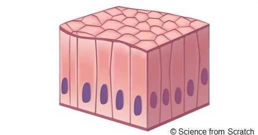 <p>absorption and secretion of mucus </p>