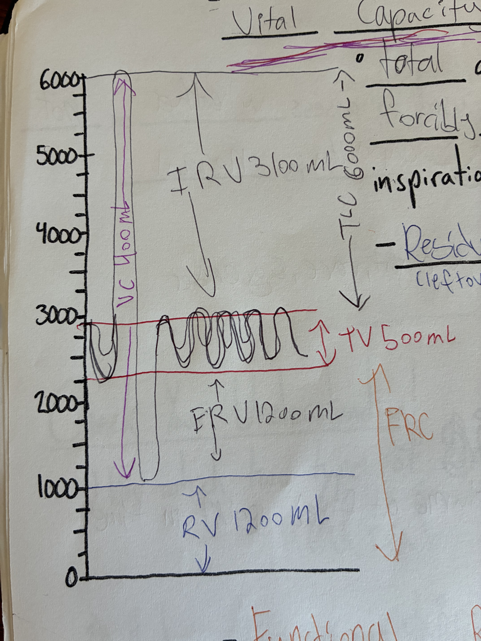 <p>static, which an amount of air inhaled during a normal breath</p>
