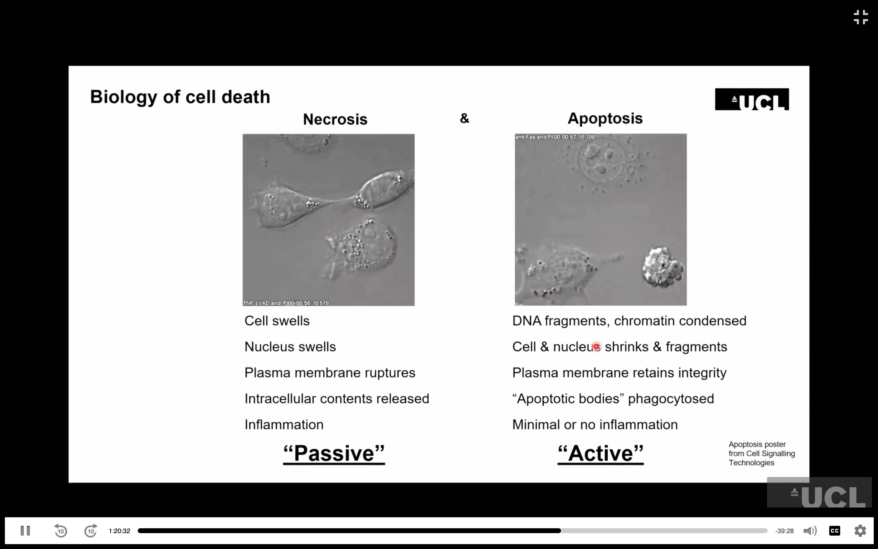 <ul><li><p>Hair cells can die by both:</p><ul><li><p><strong>Apoptosis:</strong> controlled cell death; cell contents remain contained and are subsequently cleared.</p></li><li><p><strong>Necrosis:</strong> cell swells and membrane breaks down → cellular contents are released.</p></li></ul></li><li><p><strong>Necrosis</strong>:</p><ul><li><p>Causes inflammation.</p></li><li><p>Can damage neighbouring cells through a <strong>bystander effect</strong>.</p></li><li><p>Therefore, preventing the initial damage may be particularly important.</p></li></ul></li><li><p>Hair-cell death depends on factors such as:</p><ul><li><p><strong>Ageing</strong></p></li><li><p><strong>Noise exposure</strong></p></li><li><p><strong>Ototoxic drugs</strong></p></li></ul></li><li><p>There are also intermediate forms of cell death, creating potential pharmacological targets.</p></li><li><p>In guinea pigs after severe ototoxic damage, hair cells can progressively disappear over <strong>8–12 weeks</strong>, producing permanent hearing loss.</p></li></ul><p></p>