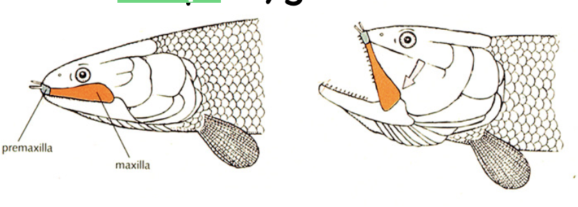 <p>NODE</p><p>sympletic jaw joint</p><p>highly mobile maxilla</p>