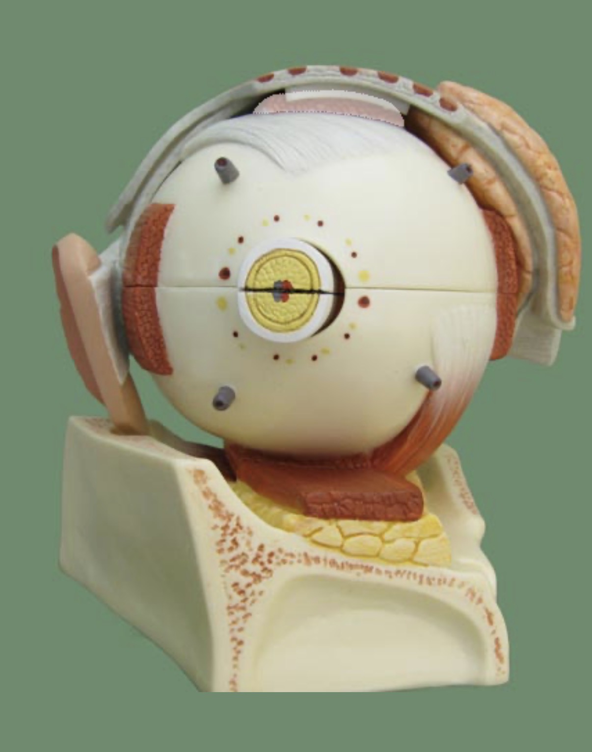 term image