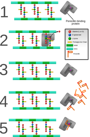 <p></p><p>1. Bacterial cell wall consists of strands of repeating  (NAG) and (NAM) subunits. The NAM subunits have short peptide chains (used in cross-linking).</p><p>2. The penicillin binding protein (PBP) forms a crosslink </p><p>3. The PBP dissociates from the wall once the cross-link has been formed.</p><p>4. Penicillin is added to the system. It enters the active site of the PBP and reacts with the serine group.</p><p>5. The beta-lactam ring of penicillin covalently linked to the PBP and permanently blocks the active site.</p><p>Thus blocking cross linking of peptidoglycan</p>