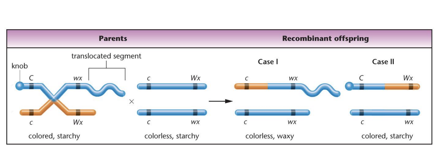 <ul><li><p>chiasmata and crossing over</p></li><li><p>cytological markers</p><p></p></li></ul><p></p>
