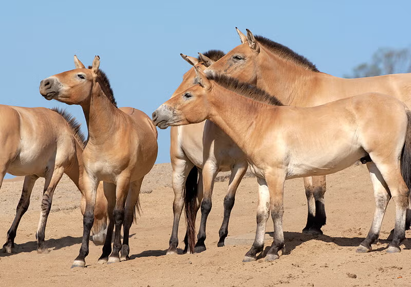 <p>Common Name: Feral horse</p><p>*Must know skull</p>