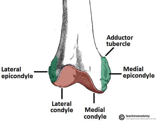 <p>Condyle</p>