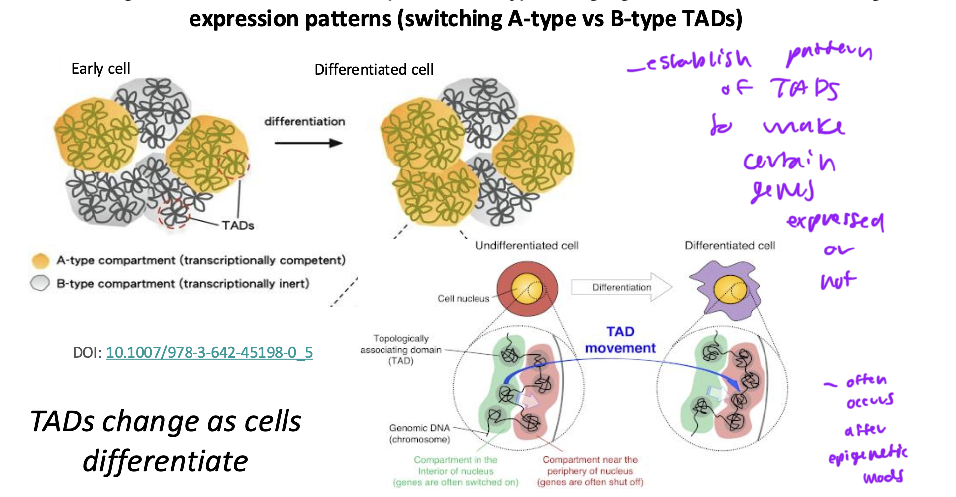 <ul><li><p>usually the last thing used to maintain cell memory</p></li><li><p>helps keep a certain gene expressed or not expressed</p></li></ul><p></p>