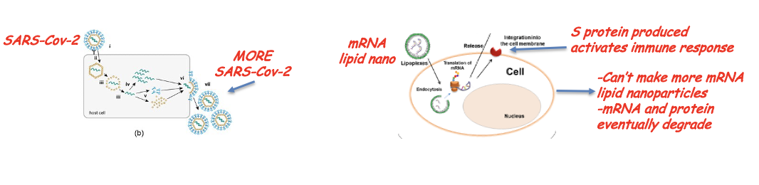 <p><span><strong>cannot produce DNA or integrate into the genome</strong></span></p><ul><li><p><span style="font-family: "Comic Sans MS";"><strong><em>Can’t make more mRNA lipid nanoparticles</em></strong></span></p></li><li><p style="text-align: left;"><span style="font-family: "Comic Sans MS";"><strong><em>mRNA and protein eventually degrade</em></strong></span></p></li></ul><p></p>