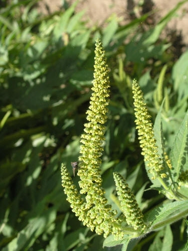 <p>Identify the weed</p>