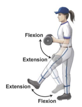 <p>Flexion and extension</p>