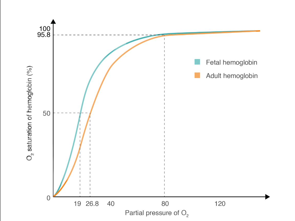 <p>explain why the curve is different for foetal haemoglobin</p>