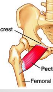 <p><span style="background-color: transparent;">A: flexion, medial rotation, adduction of hip</span></p><p></p>