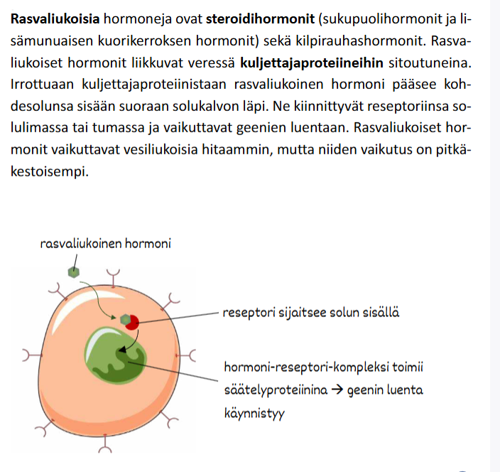 <ul><li><p>Kulkee veressä kuljettajaproteiiniin sitoutuneena.</p></li><li><p>Läpäisee solukalvon suoraan.</p></li><li><p>Sitoutuu reseptoriin solulimassa tai tumassa.</p></li><li><p>Vaikuttaa suoraan geenien luentaan.</p></li><li><p>Vaikutus alkaa hitaasti, mutta kestää pitkään.</p></li></ul><p></p>