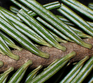 <img src="https://assets.knowt.com/user-attachments/f38935c4-7fa6-493b-a858-665d4c4f59f2.png" data-width="100%" data-align="center"><p>Geef het geslacht.</p>