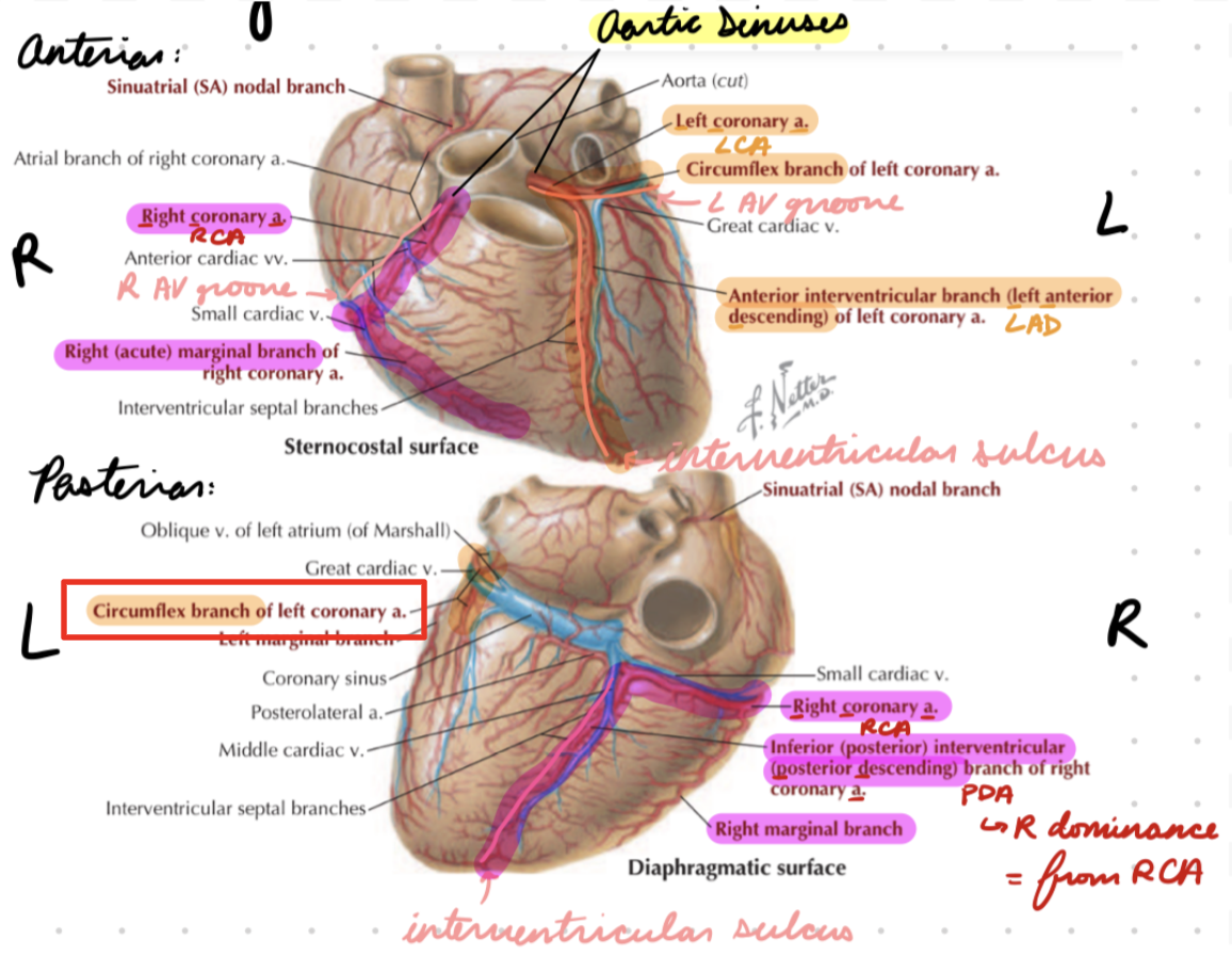 <p>Around obtuse (left) side of heart</p>