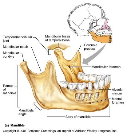 <p>Mandibular condyles</p>