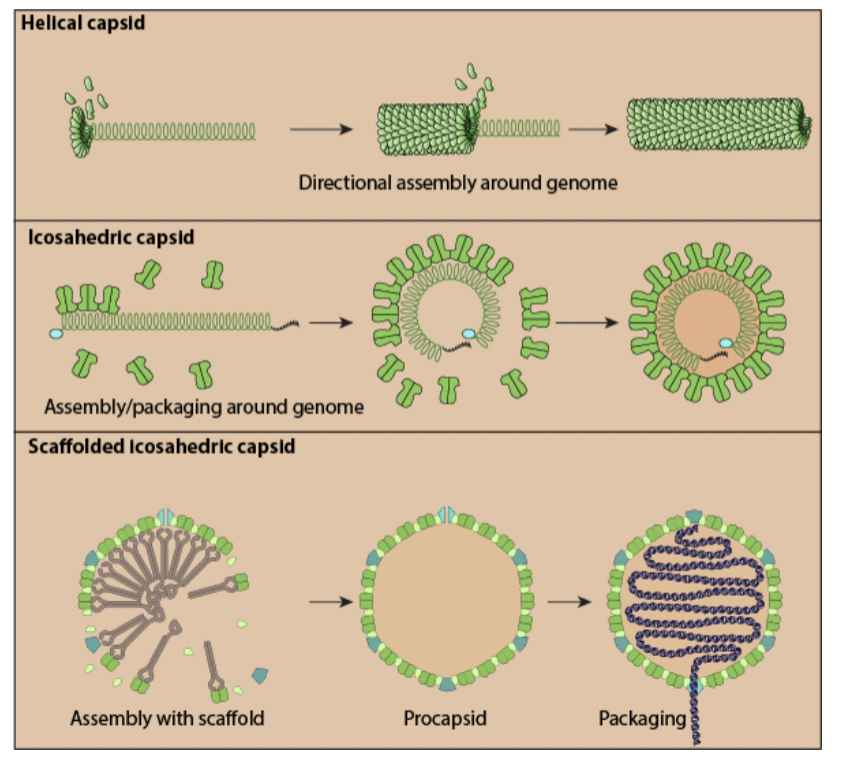 <p>May be in nucleus or cytoplasm or other compartments</p>
