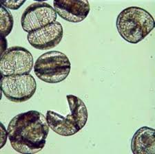 <p>What are these?</p>