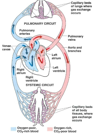 <p>arteries(oxy blood)→system organs →Veins (deoxy blood) </p>