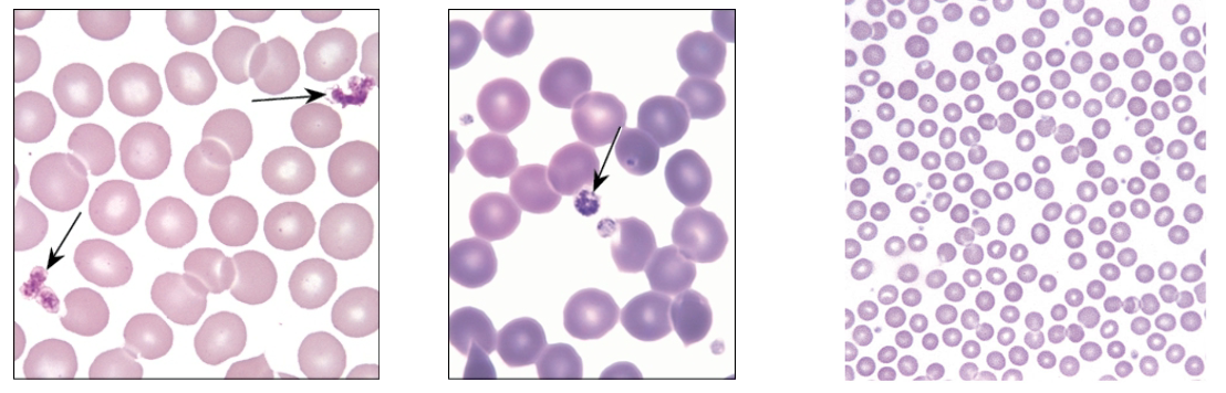 <ul><li><p>Not actually cells—cell fragments</p></li><li><p>Derived from <strong>megakaryocytes</strong> resident in bone marrow</p></li><li><p>Involved in clotting processes</p></li></ul><p></p>