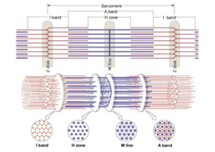 <p>The attachment point for thick filaments in the middle of a sarcomere</p>