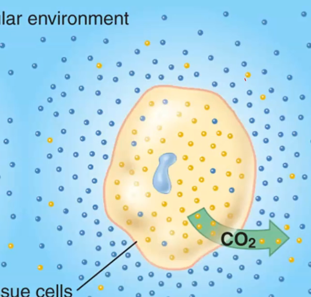 <p>Why does CO2 move out of the cell?</p>